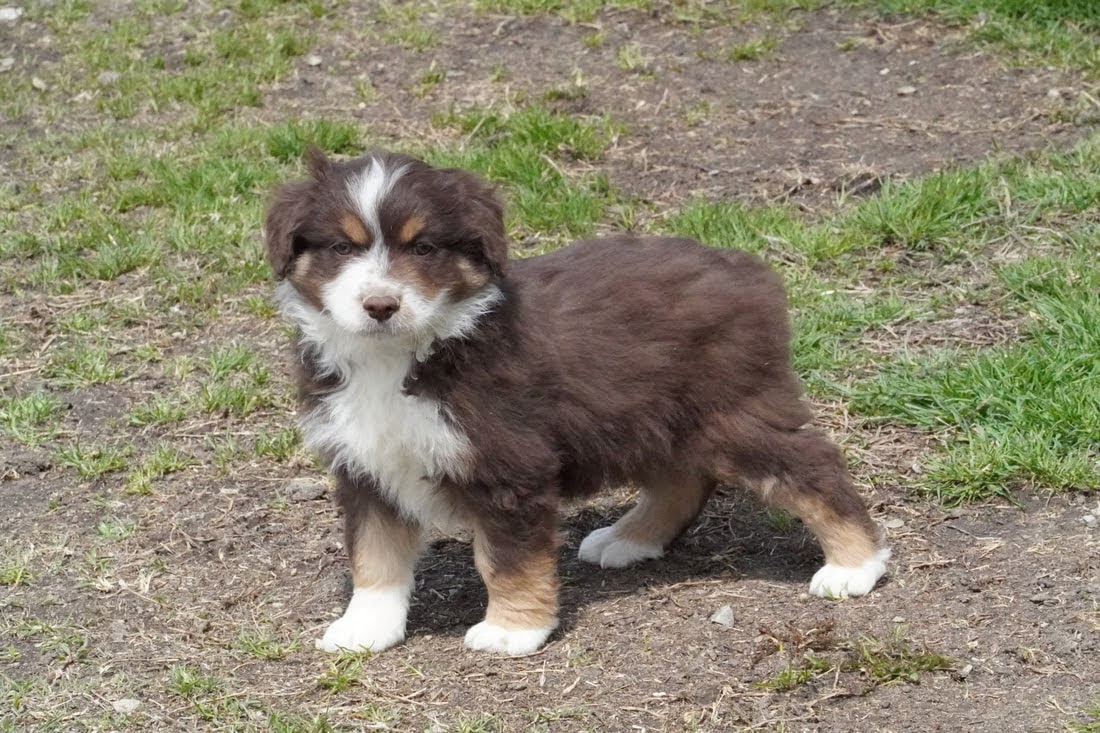 zuko mini australian shepard